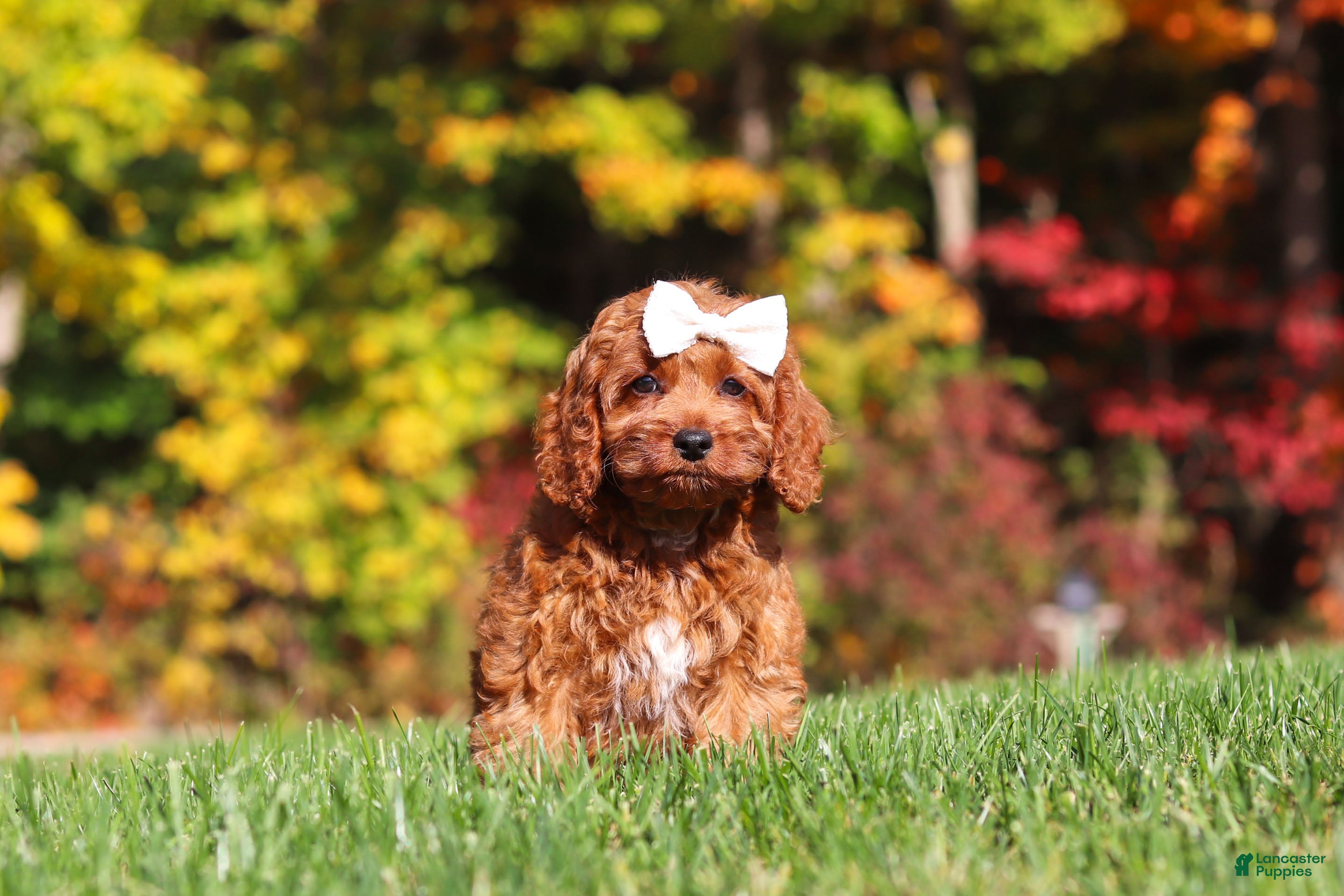 Cockapoo dogs Magnolia - Ad 1