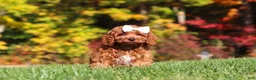 Cockapoo dogs for sale: Magnolia - Ad 1