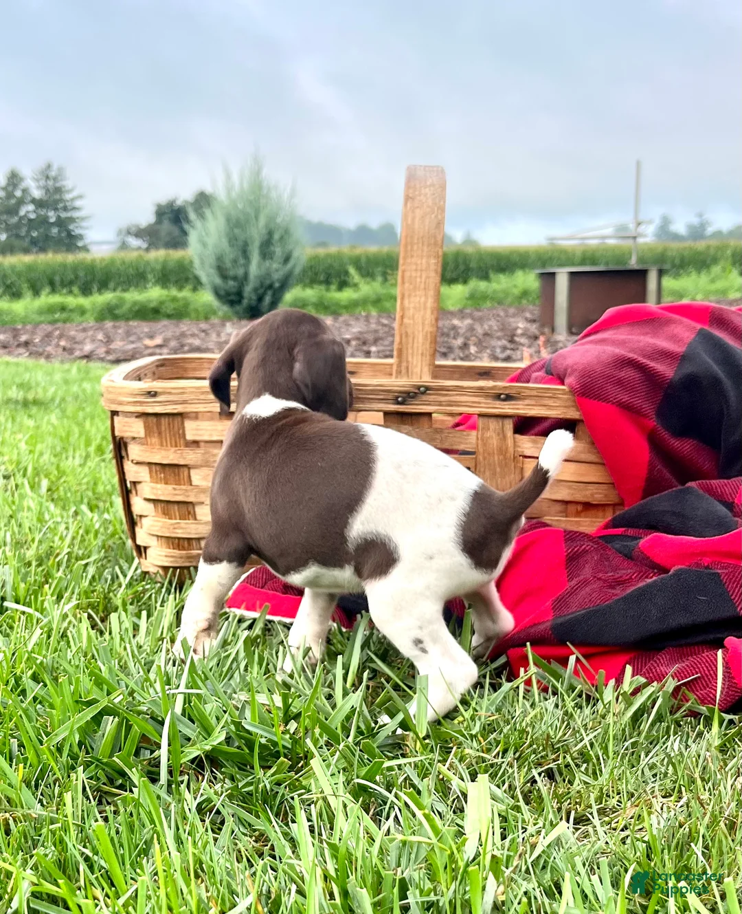 German Shorthaired Pointer dogs for sale: Roxy❤️AKC 🐾 text or call - Ad 2
