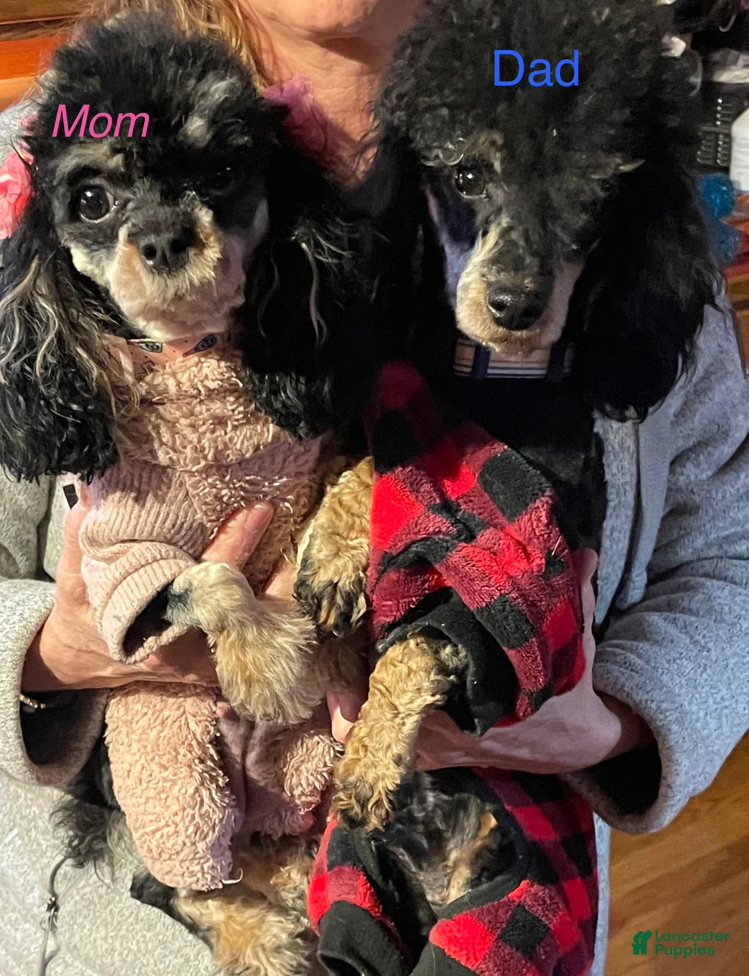 Cavapoo dogs for sale: Matilda - Ad 4