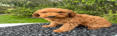 Teddy