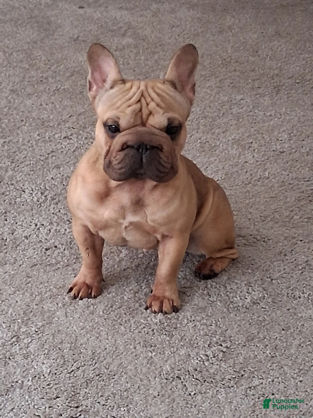 French Bulldog dogs for sale: French Bulldog 1 - Ad 2