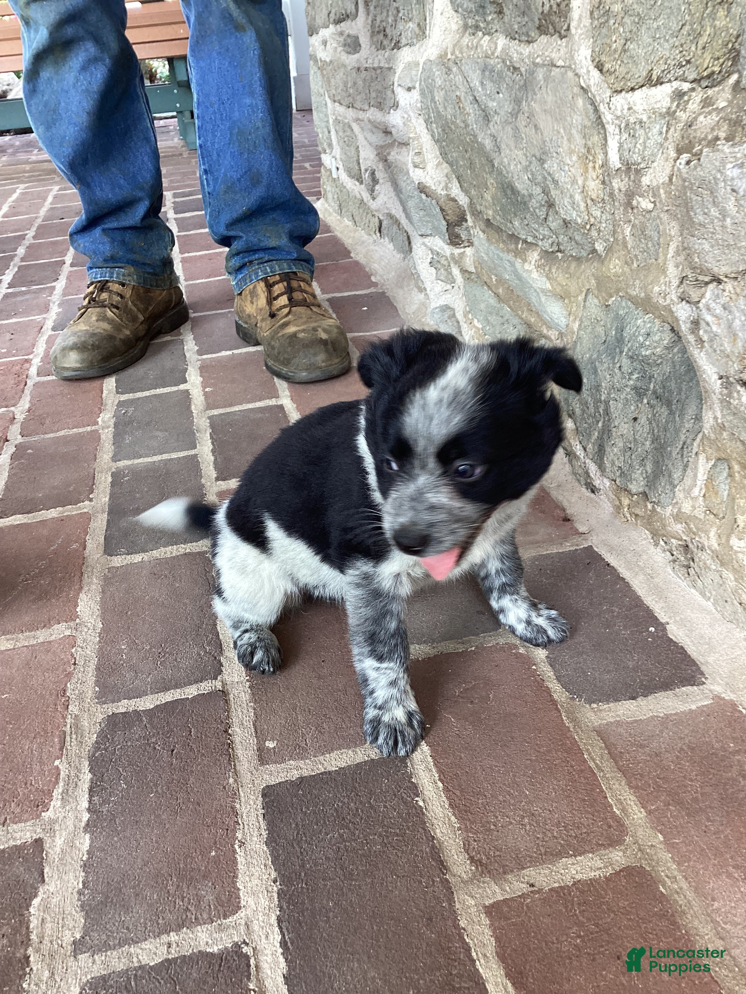 Mixed Breed dogs for sale: Badge - Ad 1