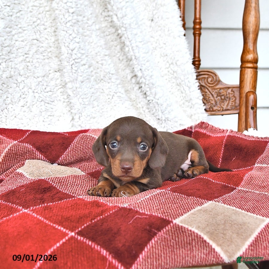 Miniature Dachshund dogs Jace - Ad 2