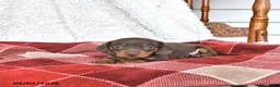 Miniature Dachshund dogs for sale: Jace - Ad 2