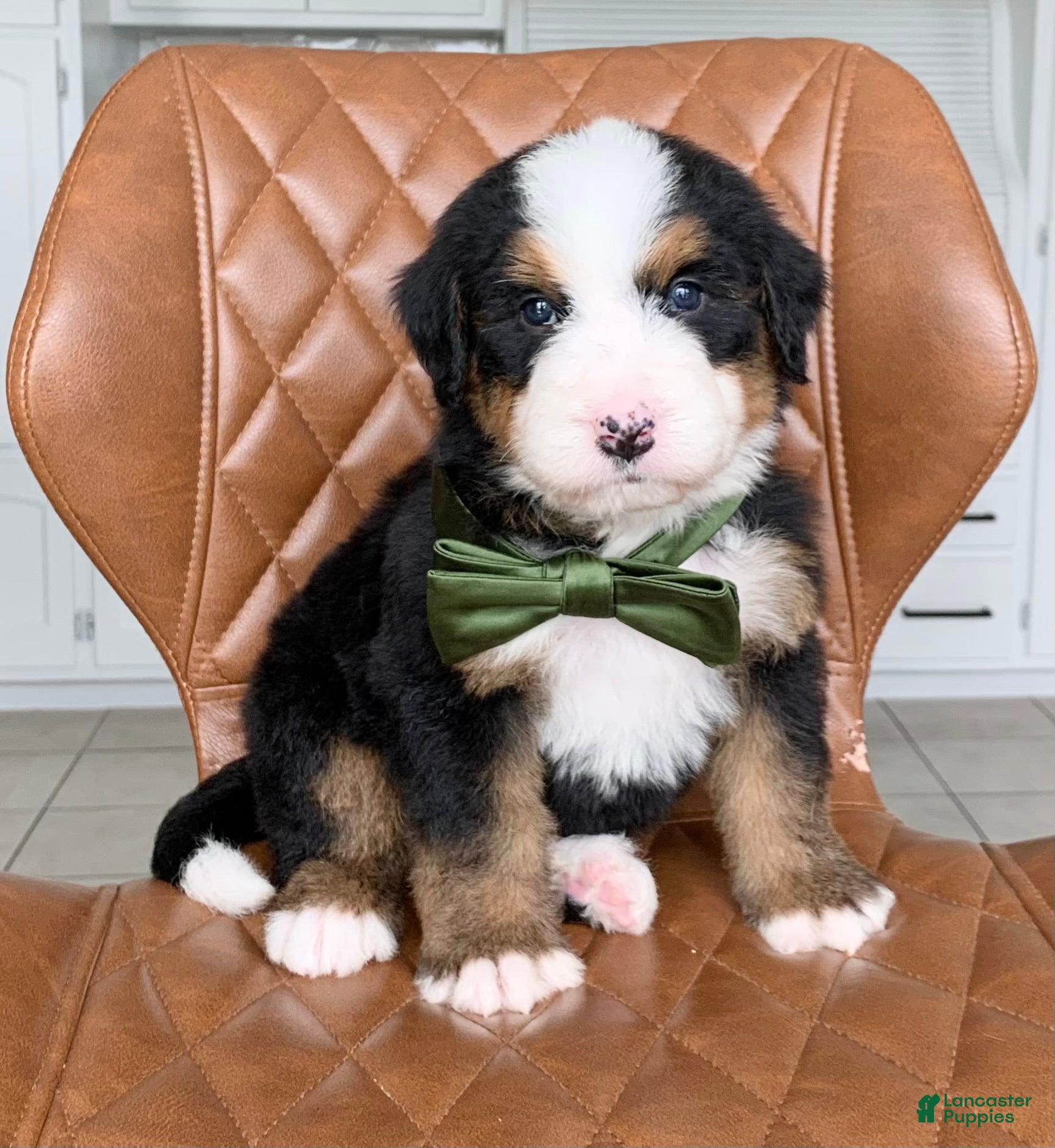 Bernedoodle dogs Marco - Ad 1