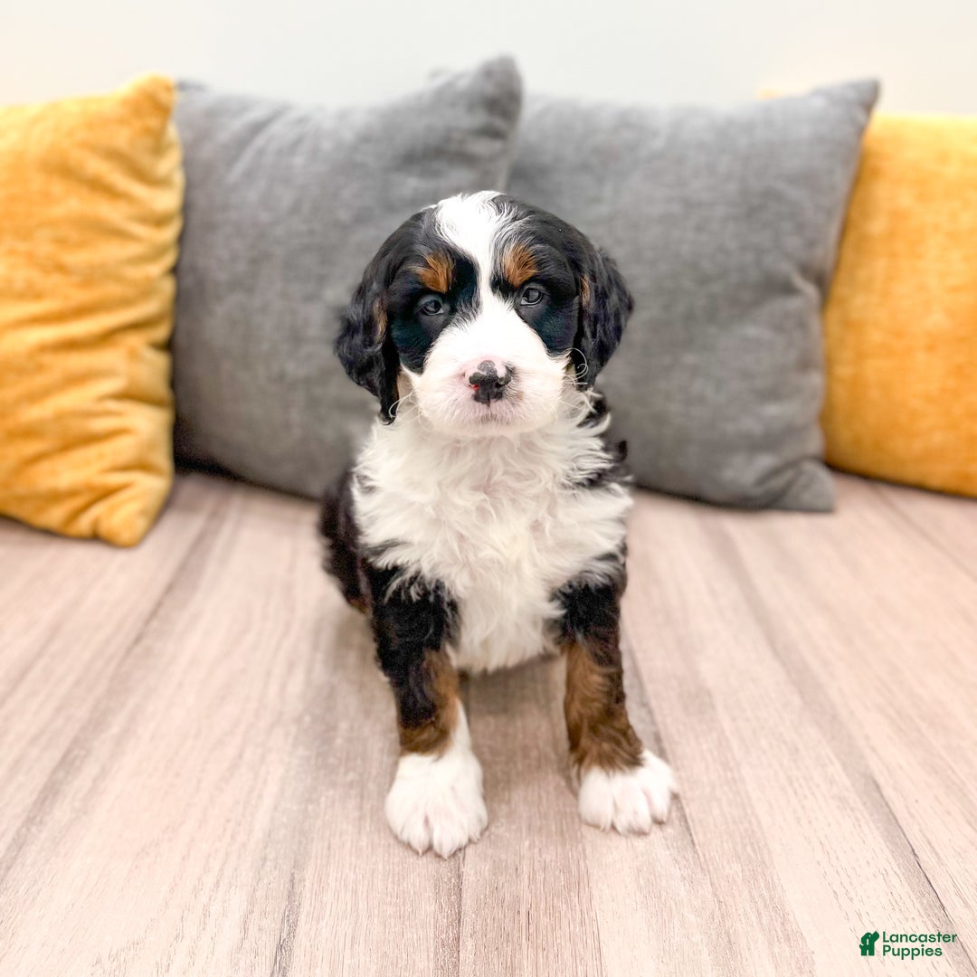 Mini Bernedoodle dogs for sale: Rocket - Ad 2