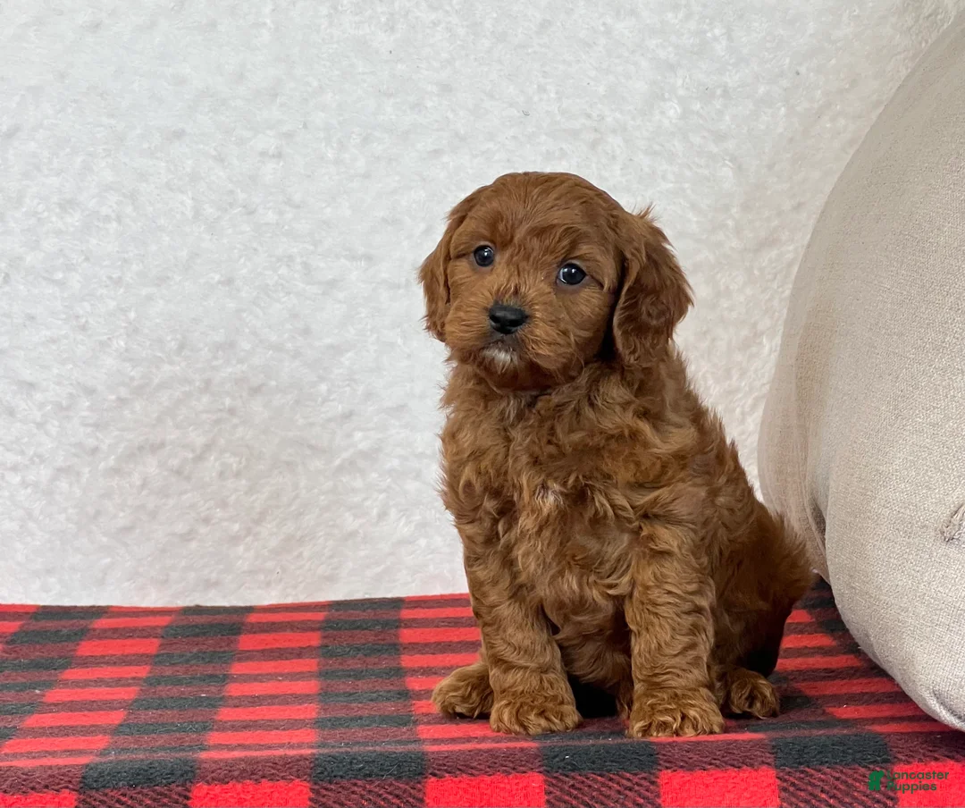 Cavapoo dogs for sale: Coby - Ad 5