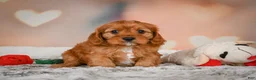 Cavapoo dogs for sale: LUNA - Ad 3