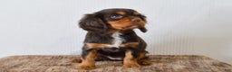 Cavalier King Charles Spaniel dogs for sale: Dahlia - Ad 5