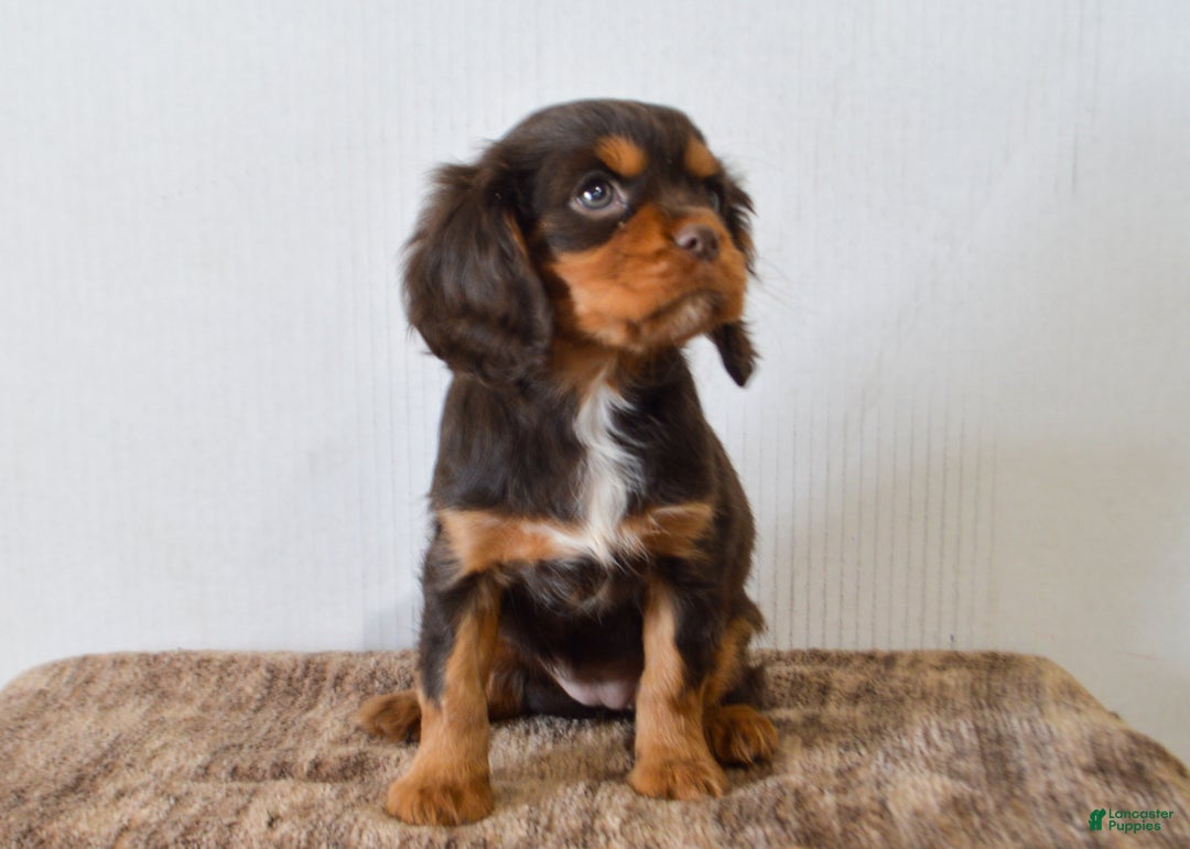 Cavalier King Charles Spaniel dogs for sale: Dahlia - Ad 5