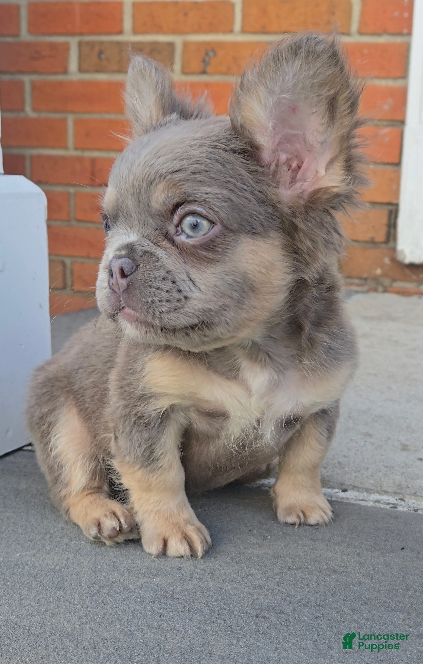 French Bulldog dogs for sale: French Bulldog 2 - Ad 1