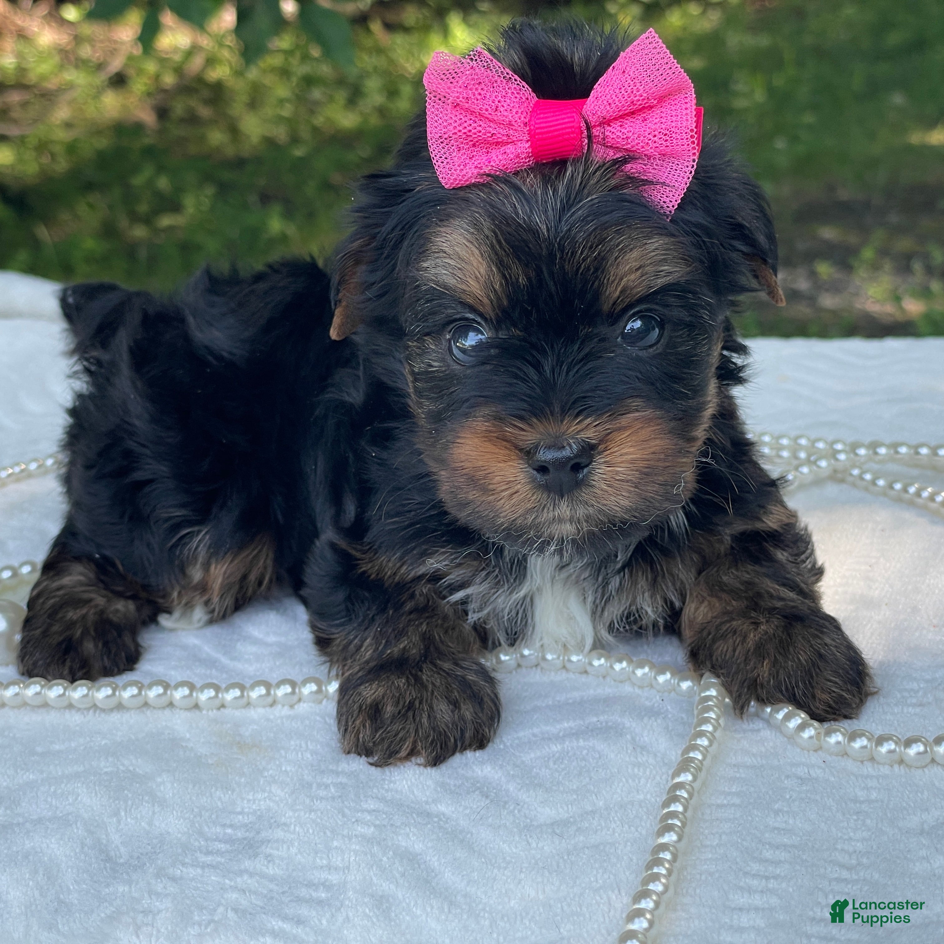 Yorkshire Terrier dogs  River - Ad 2