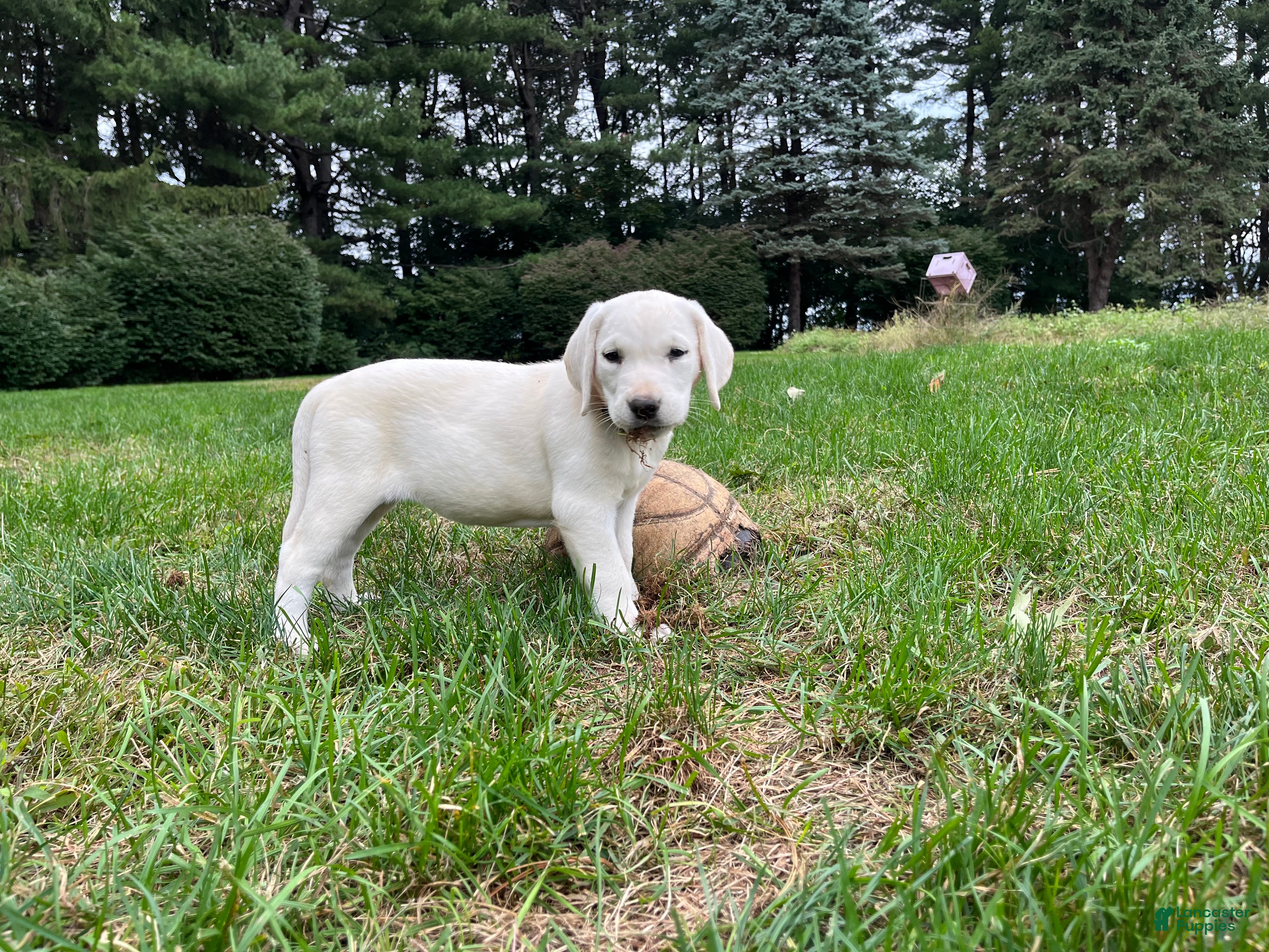 Labrador Retriever dogs Sugar - Ad 1