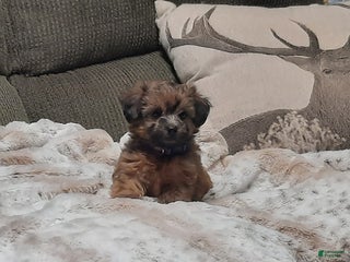 Yorkiepoo dogs Leo - Ad 34
