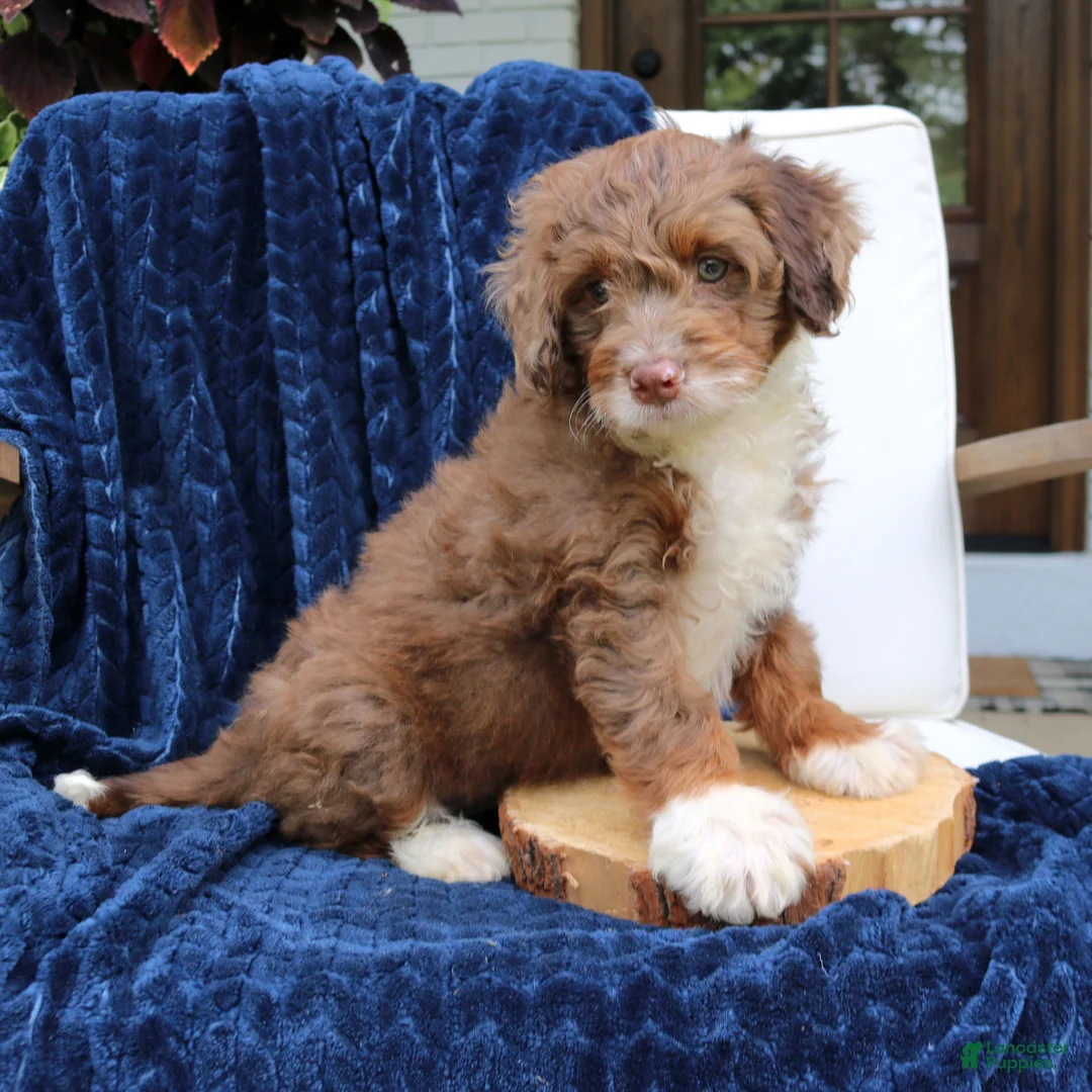 Mini Bernedoodle dogs for sale: Dexter  - Ad 2