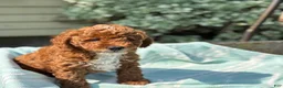 Toy Poodle dogs for sale: Tommy - Ad 15