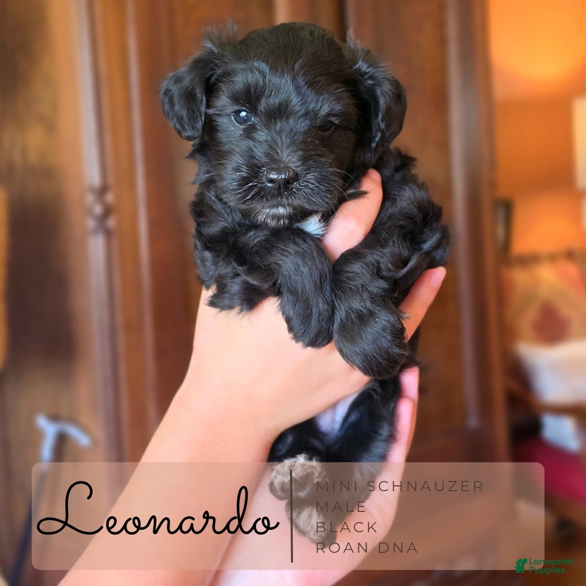 Miniature Schnauzer dogs Leonardo Miniature Schnauzer 2 - Ad 1