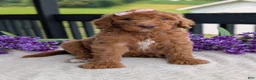Goldendoodle dogs for sale: Miss Daisy - Ad 10