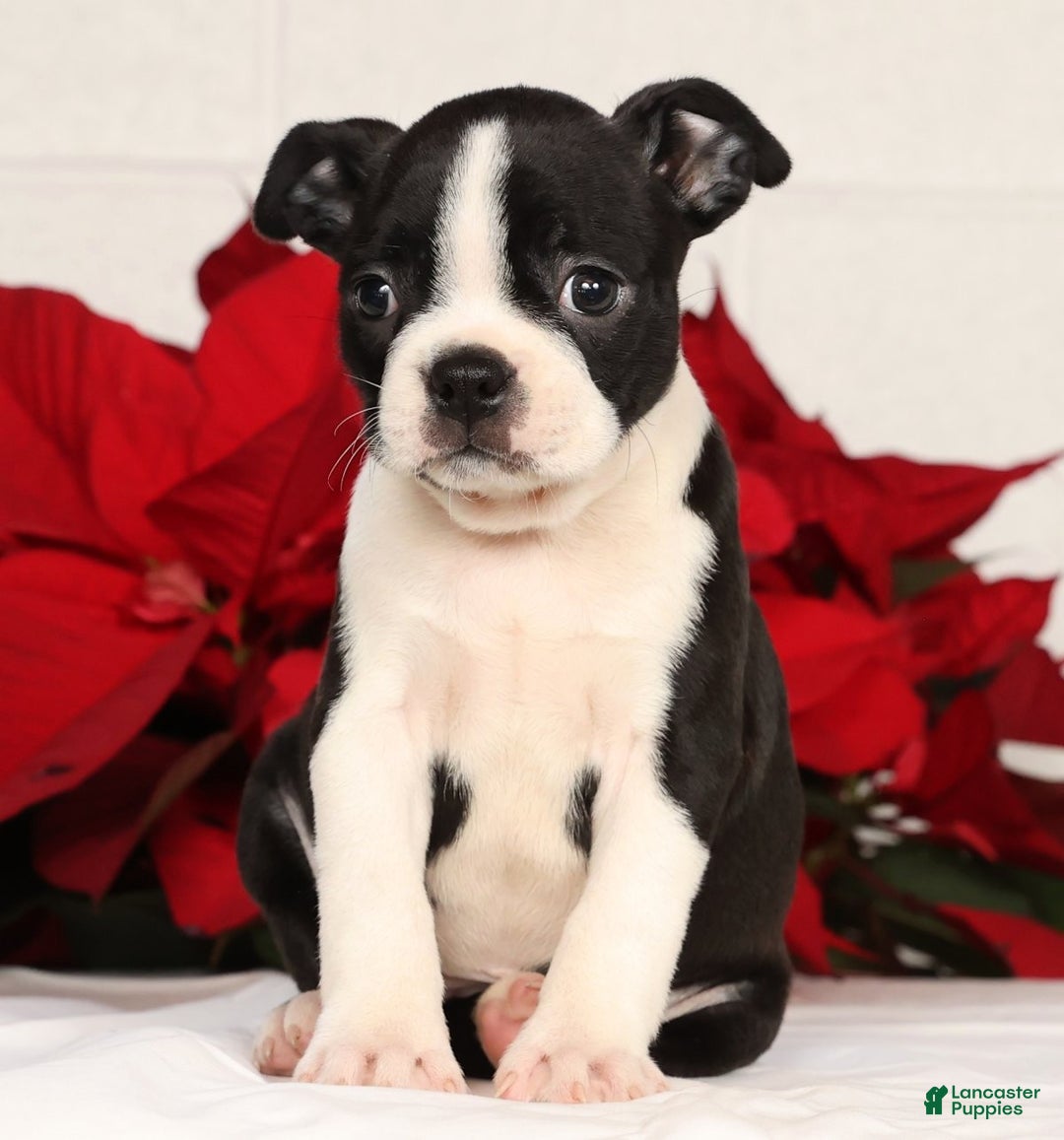 Boston Terrier dogs for sale: Jody - Ad 6