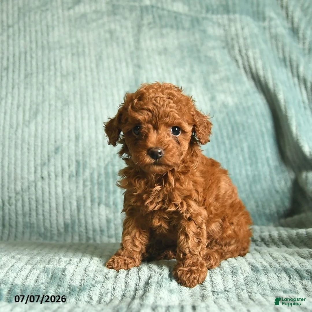 Toy Poodle dogs for sale: Frisky  - Ad 1