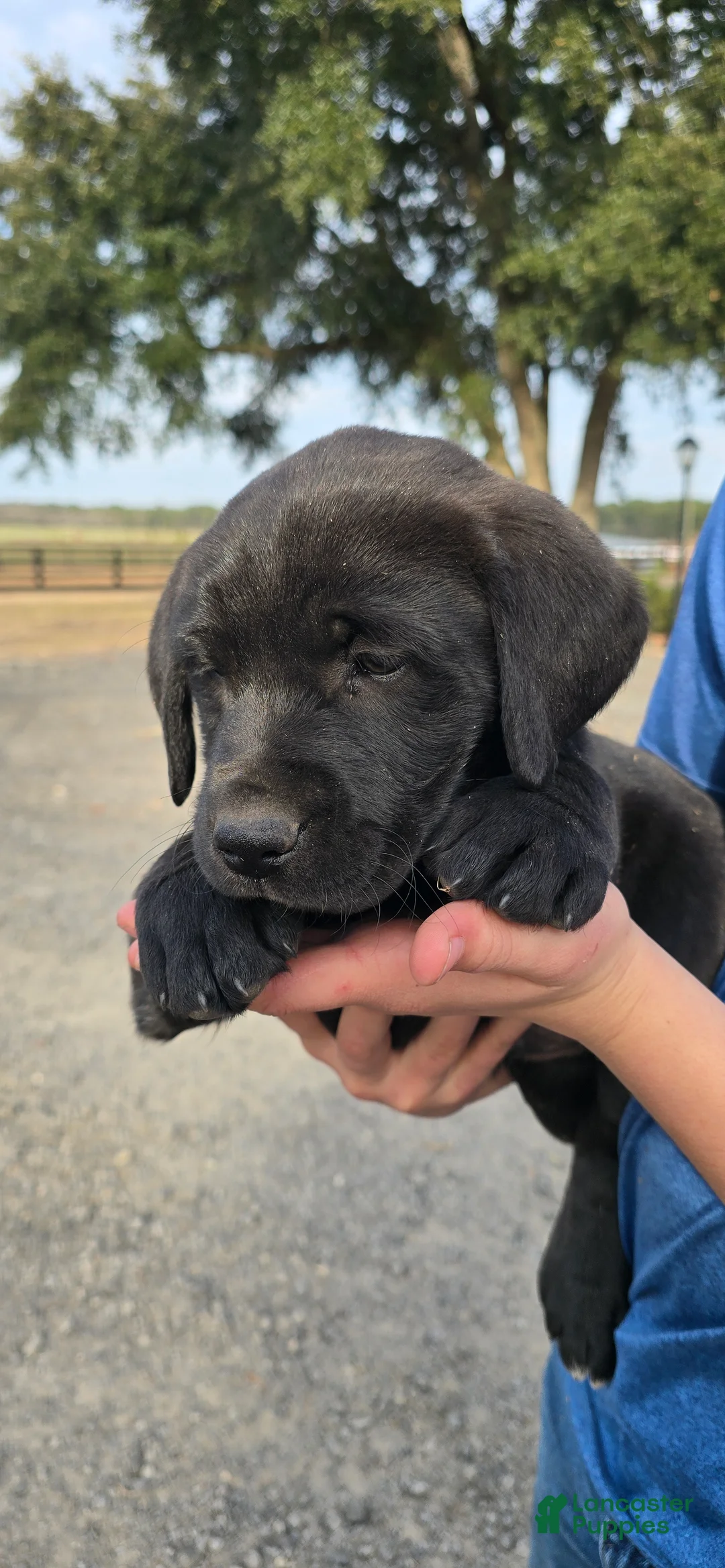 Mixed Breed dogs for sale: Sheila -  Puppy 4 - Ad 10