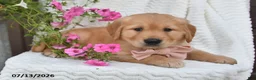 Golden Retriever dogs for sale: Chloe - Ad 4