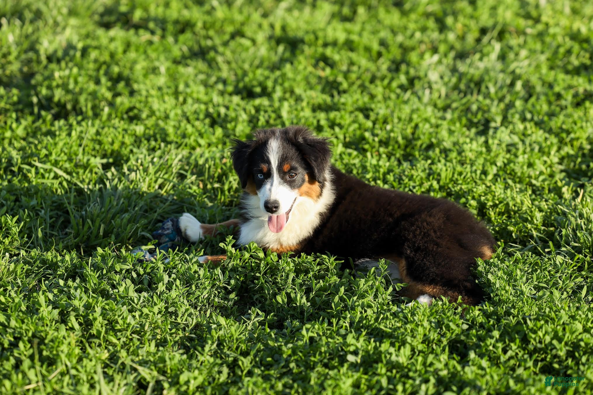 Miniature Australian Shepherd dogs Peanut Miniature Australian Shepherd Puppy  - Ad 1