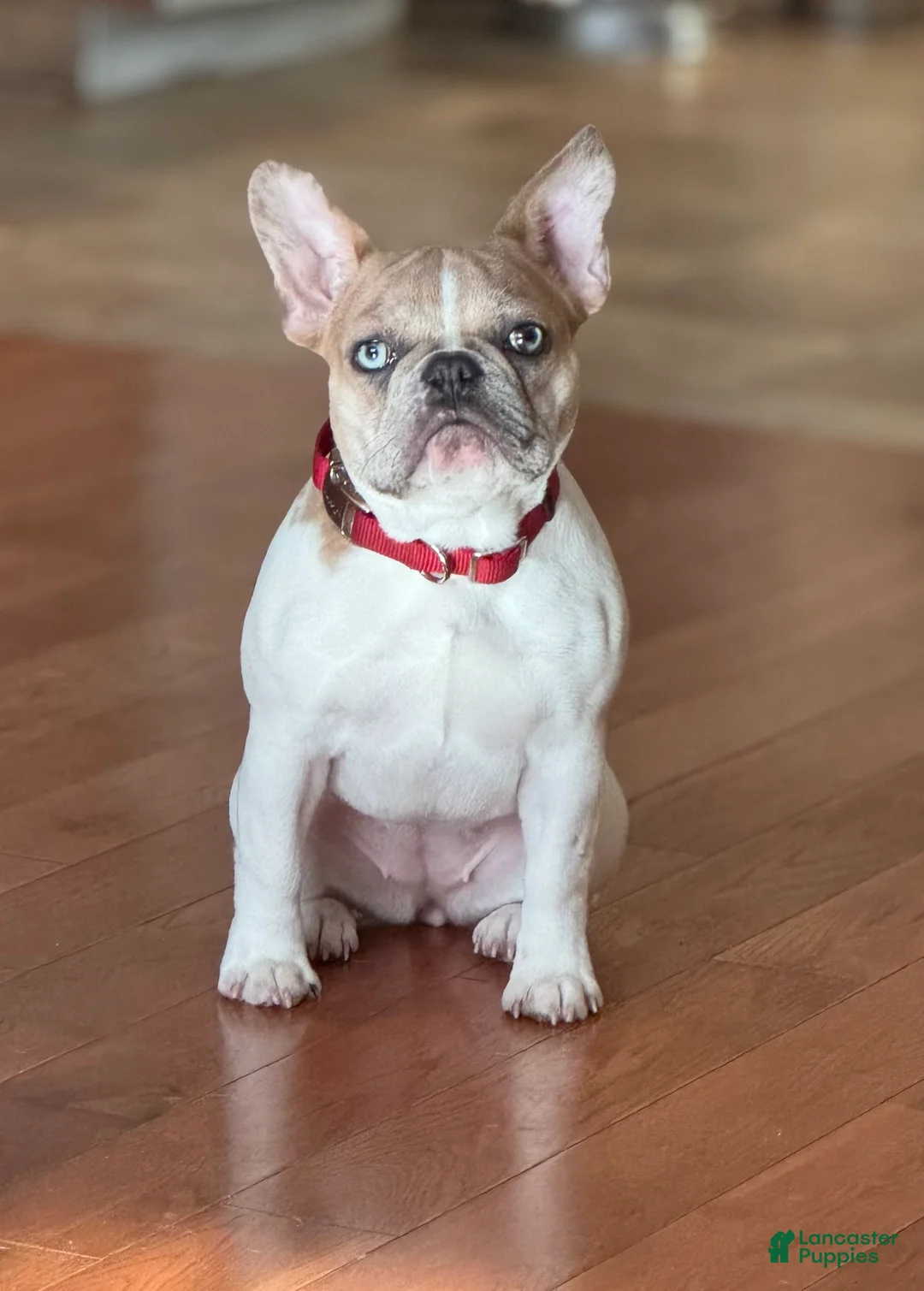French Bulldog dogs for sale: French Bulldog Puppy 2 - Ad 3