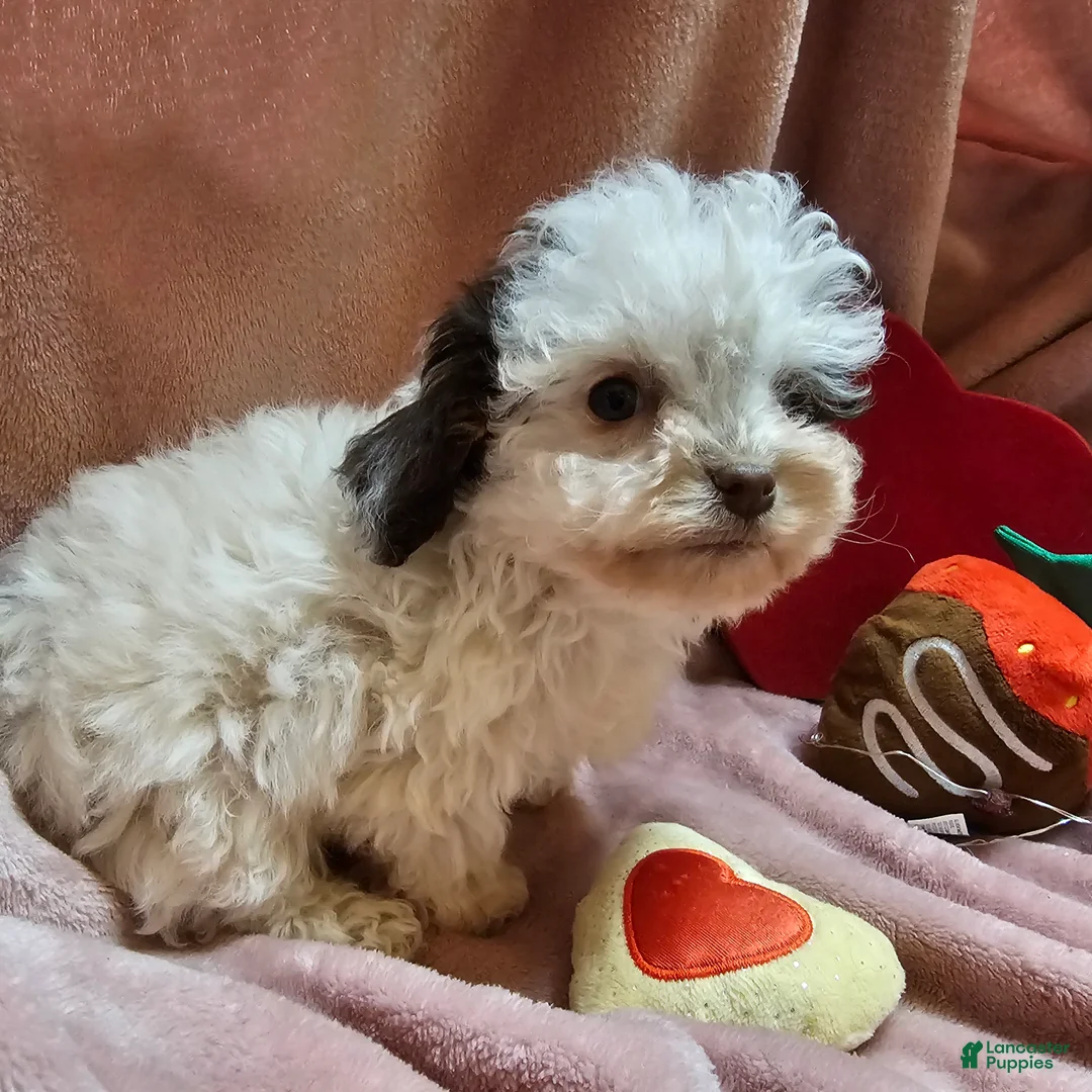 Cockapoo dogs for sale: Sparkle - Ad 5