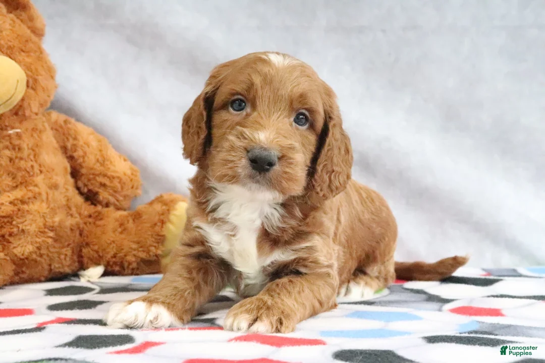 Mini Goldendoodle dogs for sale: Ace - Ad 2