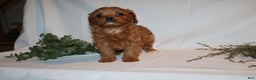 Cavapoo dogs for sale: Sue - Ad 12