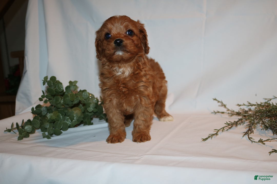Cavapoo dogs for sale: Sue - Ad 12