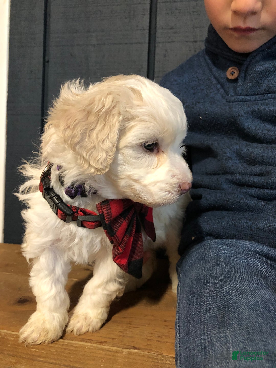 Aussiedoodle dogs for sale: Snowflake  - Ad 2