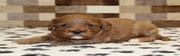 Cavapoo dogs for sale: Grace - Ad 3