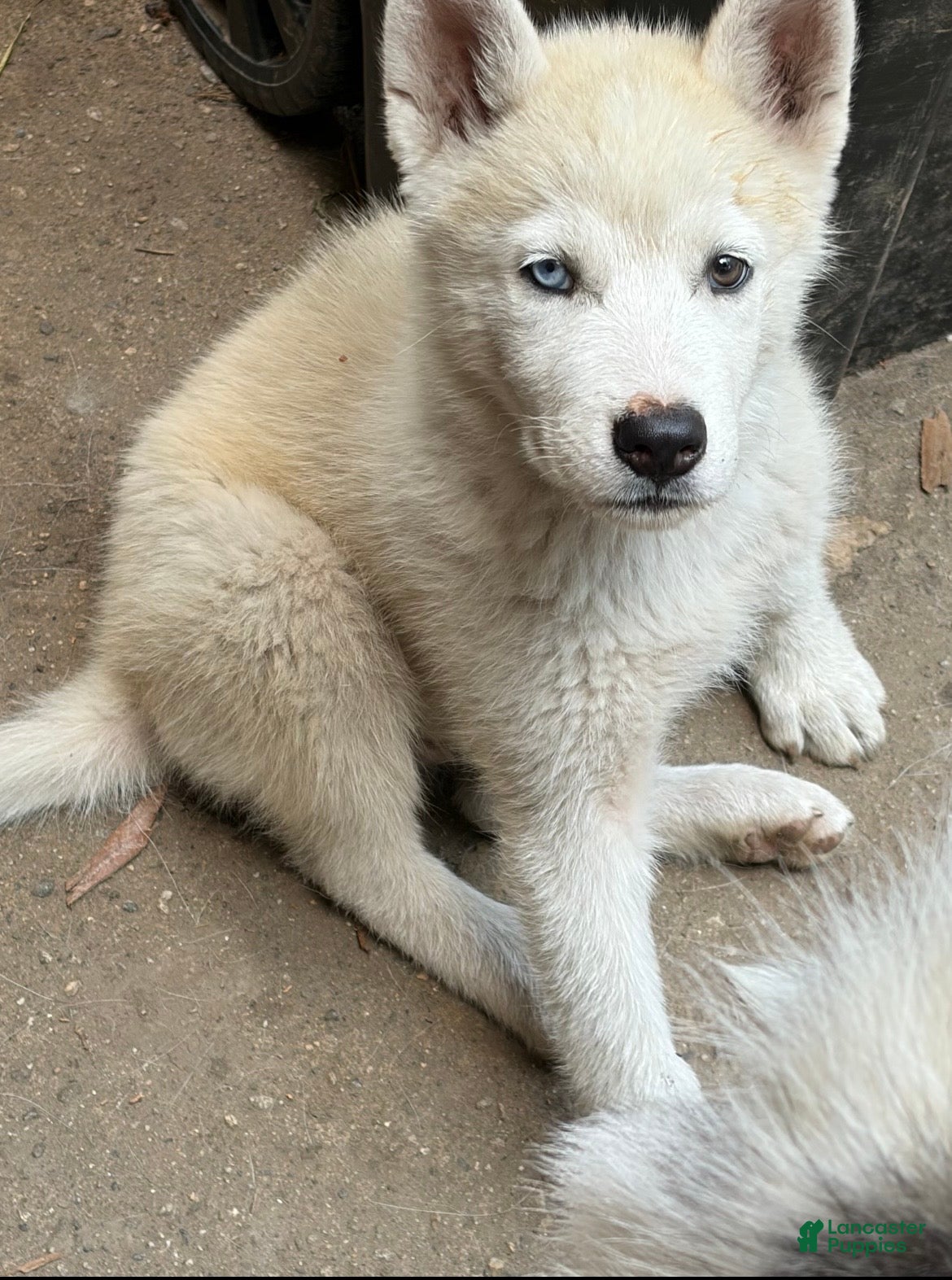 Mixed Breed dogs Gordo  - Ad 1