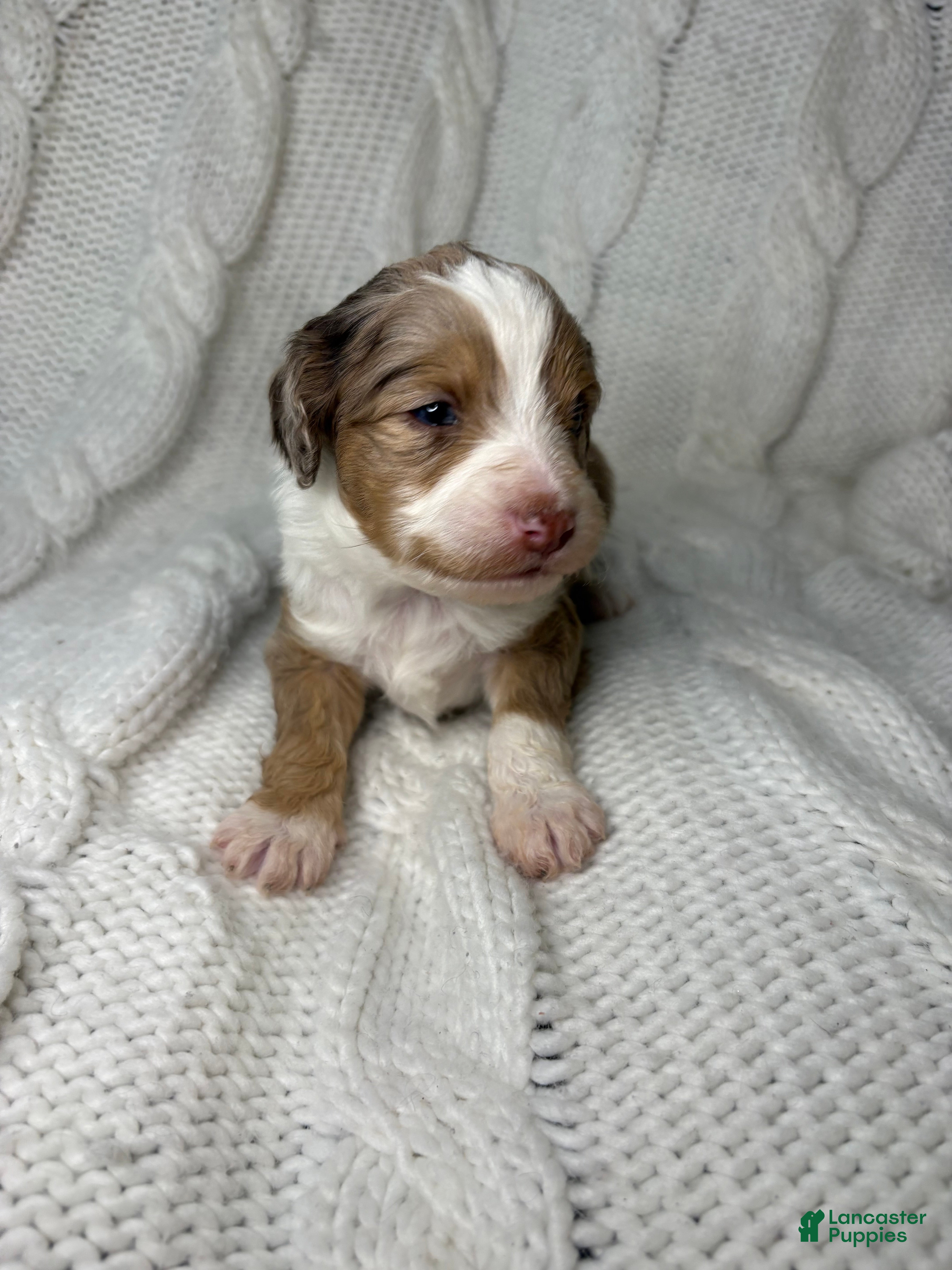 Mini Aussiedoodle dogs Mini Aussiedoodle Puppy 3 - Ad 4