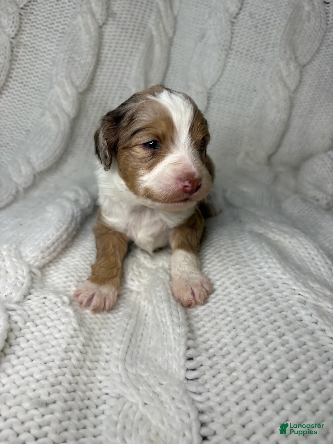 Mini Aussiedoodle dogs for sale: Mini Aussiedoodle Puppy 3 - Ad 1