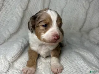 Mini Aussiedoodle dogs Mini Aussiedoodle Puppy 3 - Ad 4