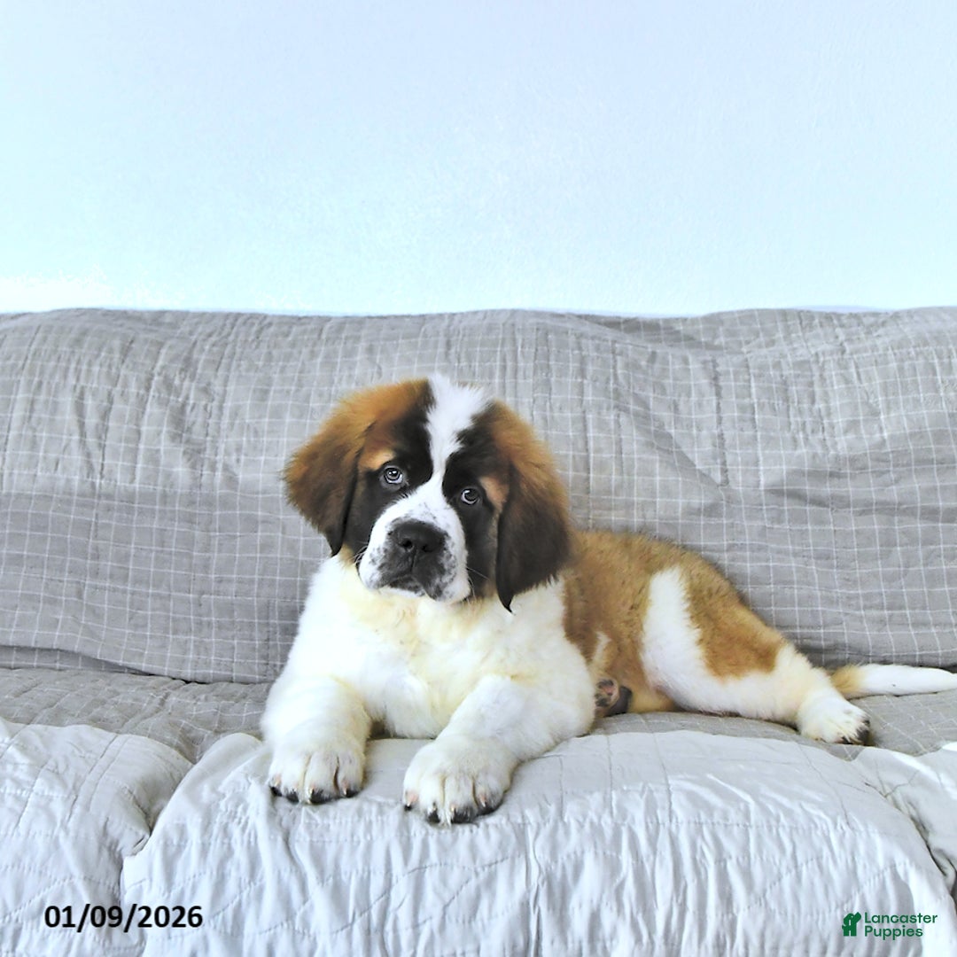 Saint Bernard dogs for sale: Jingle  - Ad 2