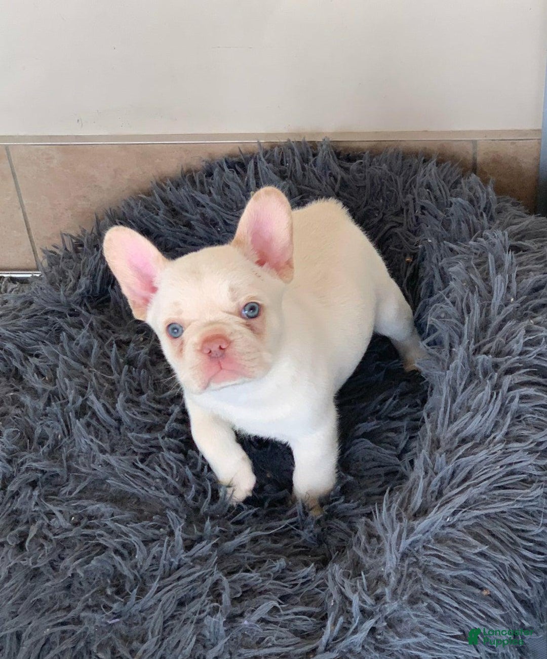 French Bulldog dogs for sale: Lorenzo - Ad 1