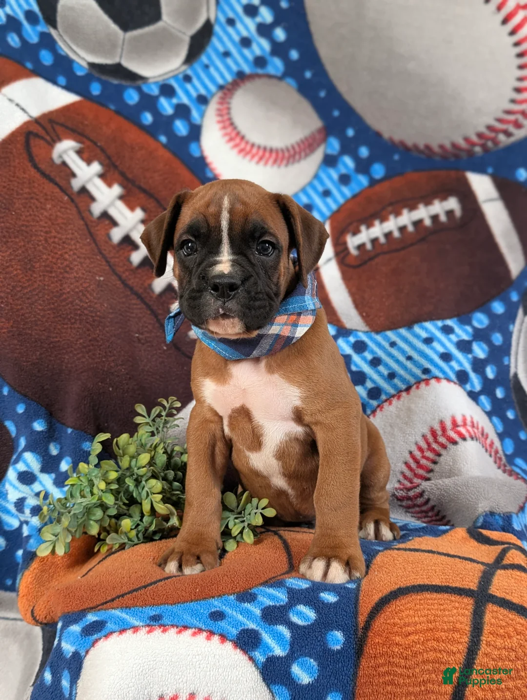 Boxer dogs for sale: Ozzie - Ad 1