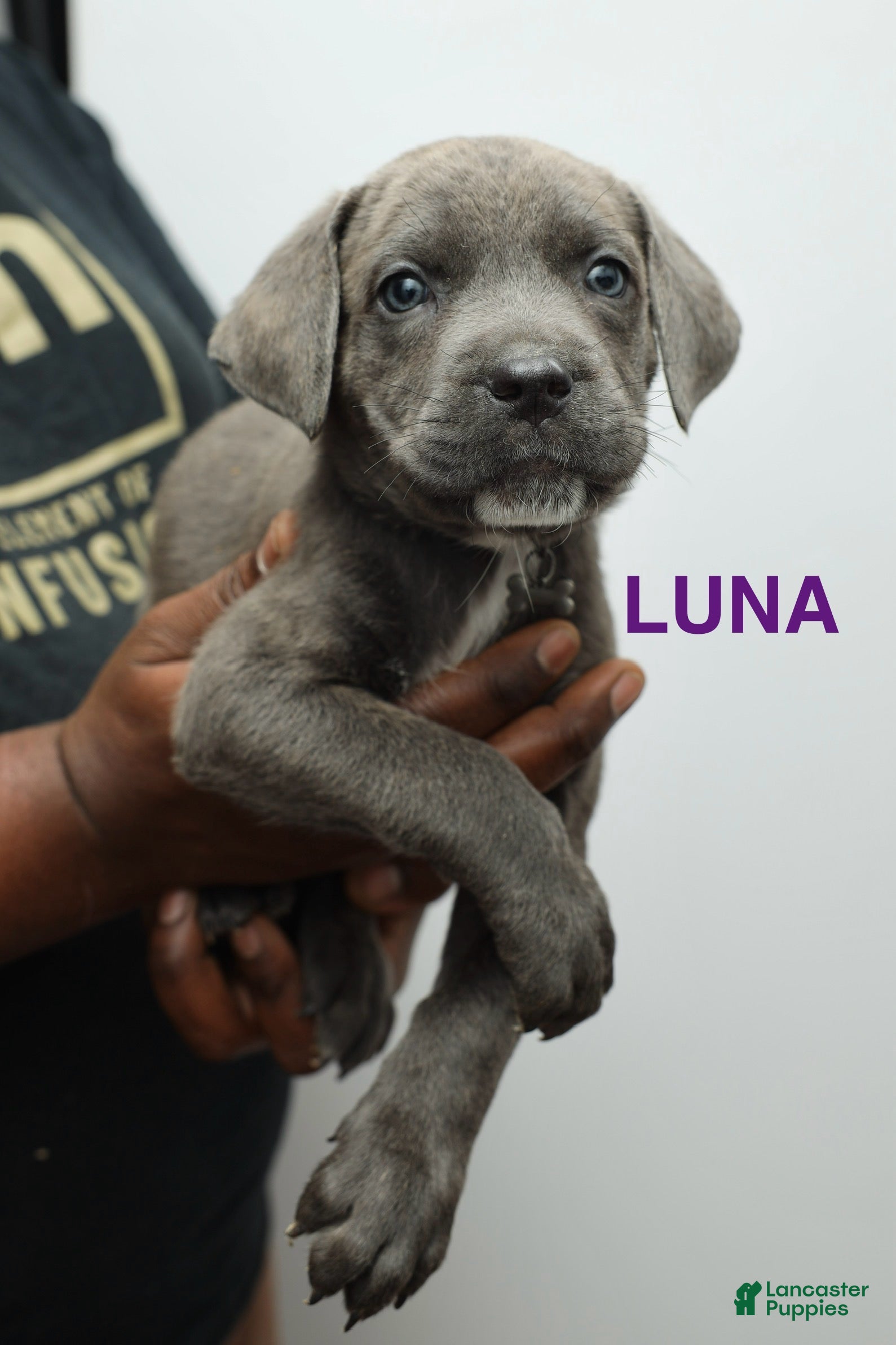 Cane Corso dogs for sale: Luna - Ad 1
