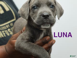Cane Corso dogs Luna - Ad 9