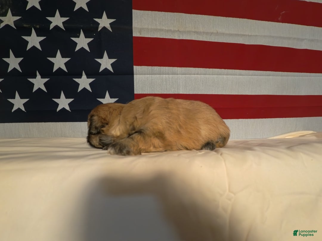 Shih Tzu dogs for sale: Joey - Ad 2