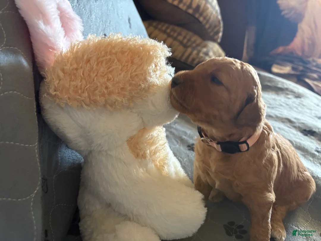 Goldendoodle dogs for sale: Ariel - Ad 1