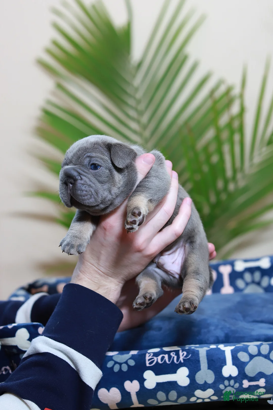 French Bulldog dogs for sale: Ralf  - Ad 6