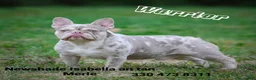 Mixed Breed dogs for sale: Susie  - Ad 6