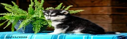 Pomsky dogs for sale: Tootsie - Ad 5