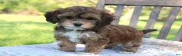 Havapoo dogs for sale: Tina - Ad 3